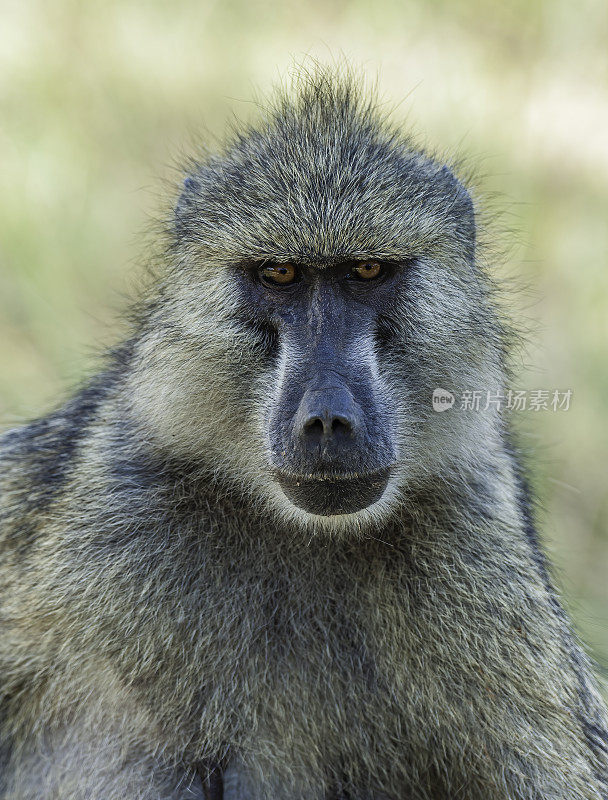 橄榄狒狒(Papio anubis)，也被称为anubis狒狒，是旧大陆猴科的一员。这个物种是所有狒狒中分布最广的。肯尼亚安博塞利国家公园。
